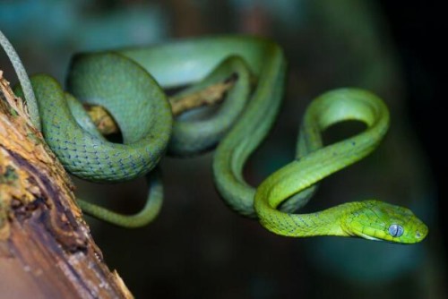 翠青蛇 一种无毒蛇 用力蠕动和排便防卫性格温柔