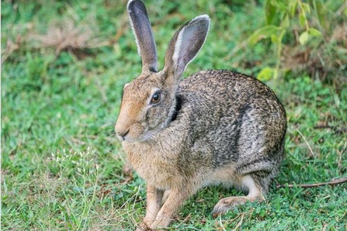 印度野兔:广泛分布于南亚的野兔颈后长有黑色斑块