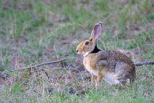 印度野兔:广泛分布于南亚的野兔颈后长有黑色斑块