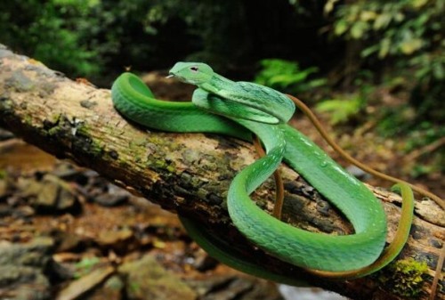 翠青蛇 一种无毒蛇 用力蠕动和排便防卫性格温柔