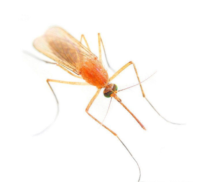世界上最恐怖的蚊子 疟蚊携带的疟疾威胁地球上一半人口(传播登革热)