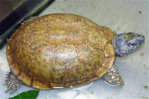 布氏拟龟 一种脖子很长的乌龟头部呈扁平状眼睛突出