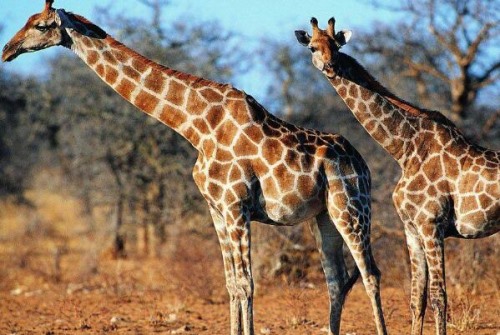 长颈鹿为什么不会发出声音 声音属于次声波人类听不见