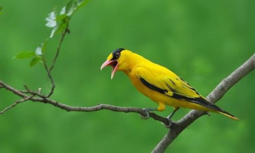 黄鹂是什么季节的鸟