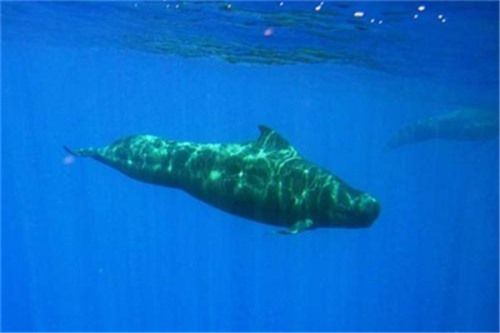 短肢领航鲸 喜欢过群体生活 数量可达到几十头
