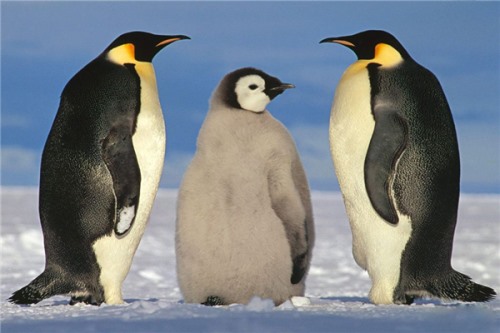国王企鹅 外形更加美丽色彩更鲜艳多彩地位很高