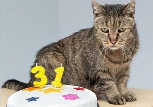 世界上寿命最长的猫 来自美国的Cream Puff 活了38年零3天