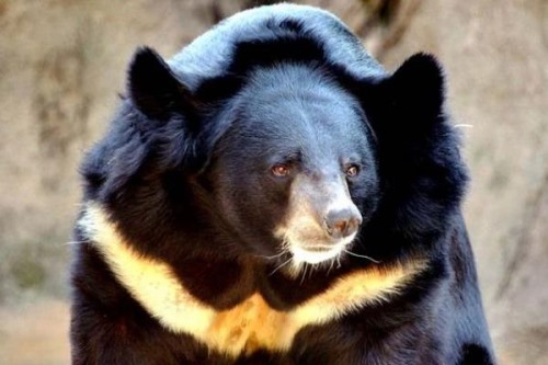 台湾黑熊:一种喜欢筑巢的黑熊胸前长有新月状白斑