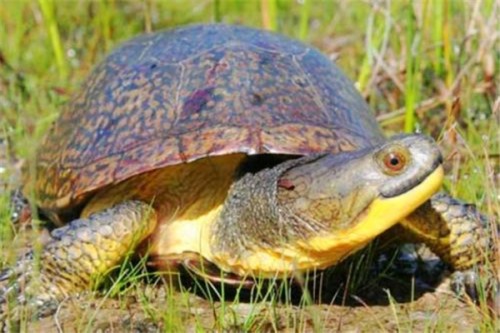 布氏拟龟 一种脖子很长的乌龟头部呈扁平状眼睛突出