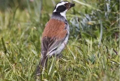 藏鹀 中国特有种 珍稀鸟类鲜红栗色背部是特色