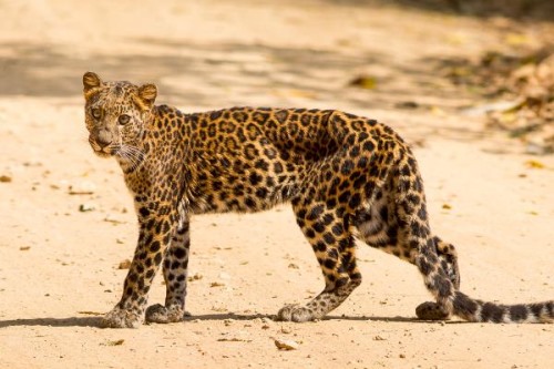 印度支那豹:一种濒临灭绝的豹亚种最大族群才27只