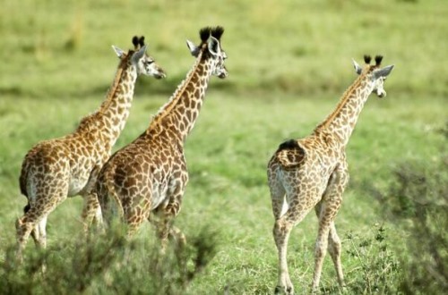 长颈鹿为什么不会发出声音 声音属于次声波人类听不见