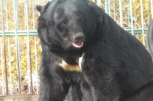 台湾黑熊:一种喜欢筑巢的黑熊胸前长有新月状白斑