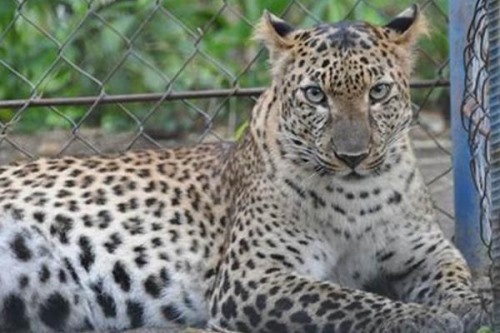 印度支那豹:一种濒临灭绝的豹亚种最大族群才27只