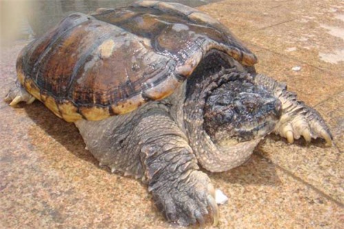 盐水龟 主要生活在热带和亚热带地区人工养殖较多