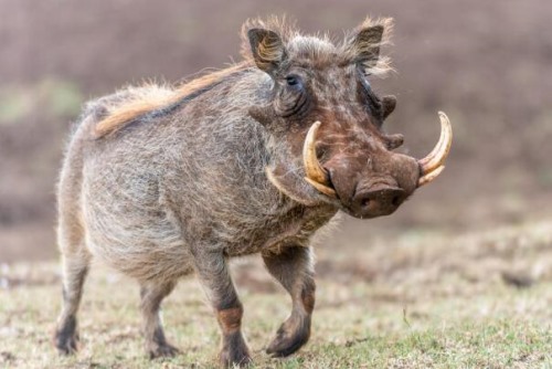 疣猪 世界唯一数月不喝水动物 脑袋大面容丑陋