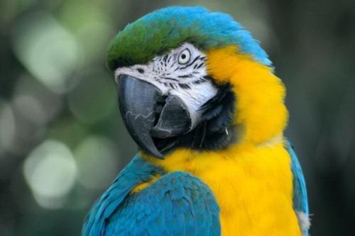 蓝翅金刚鹦鹉 重约265克 饲养面部变色黄色变白色