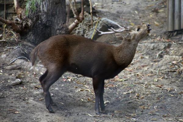 喀拉米豚鹿:巴拉望卡面群岛的特有种(身材像猪一样壮)