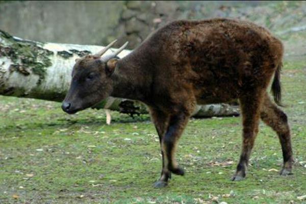 西里伯斯野水牛:最小的原始野牛(不如鹿高/仅85厘米)
