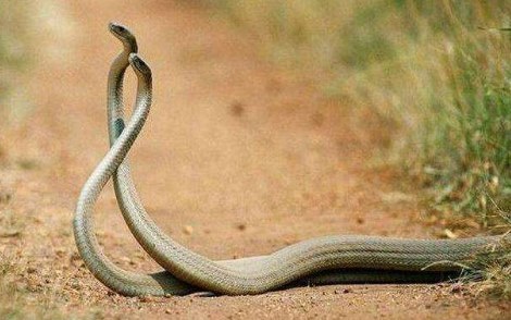 世界上最毒的蛇