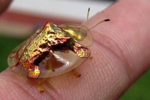 黄金龟甲虫提炼黄金真的假的?外壳会变色体内没有黄金