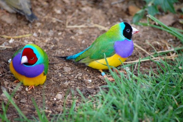 七彩文鸟:世界上最多彩的鸟彩虹披身/背色达6种