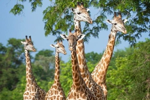 赞比亚长颈鹿:长满白色星状纹路每天仅睡2小时