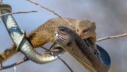 眼镜王蛇的天敌 蛇獴科莫多巨蜥完败眼镜王蛇