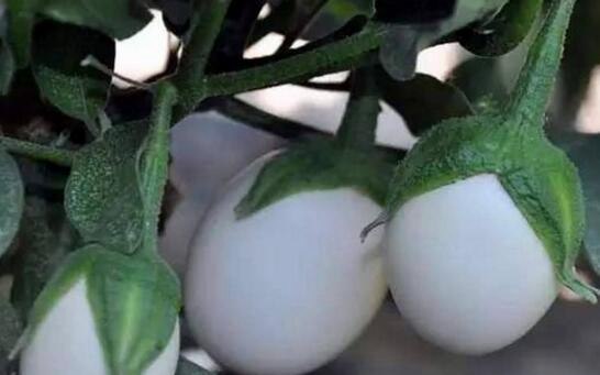 欧美会下鸡蛋的蛋树 果实可以食用味道鲜美