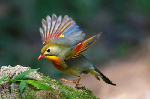 红嘴相思鸟 著名笼养观赏鸟 雄鸟善于鸣叫多变悦耳