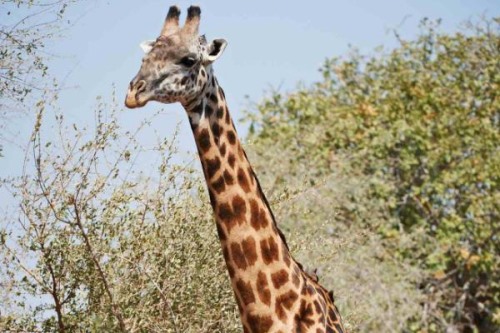 赞比亚长颈鹿:长满白色星状纹路每天仅睡2小时