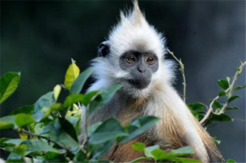 门岛叶猴 一种很特殊的猴子即将濒临灭绝