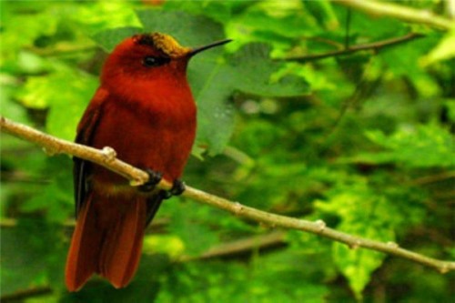 火冠蜂鸟 濒危物种之一主要生活在南美洲