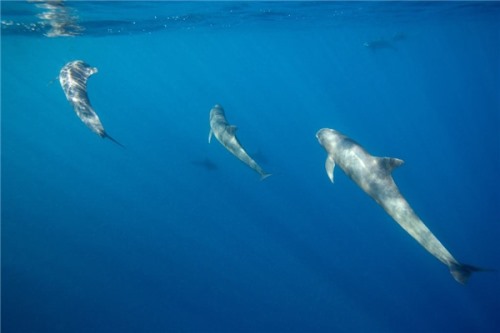 瓜头鲸 一种长相独特的鲸鱼可以在海底自由生存