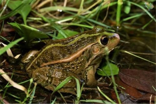沼蛙介绍 喜欢生活在水域环境中比较常见的动物