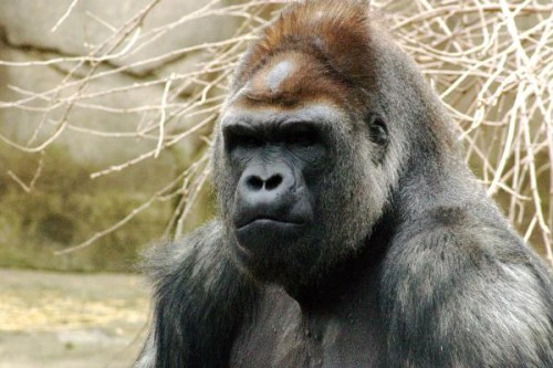 西部大猩猩:鼻子呈鹰钩状的猩猩毛色偏浅/喜欢树栖