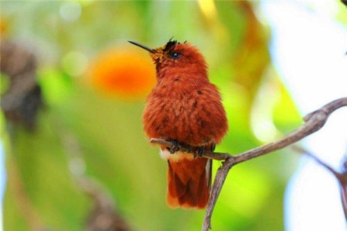 火冠蜂鸟 濒危物种之一主要生活在南美洲