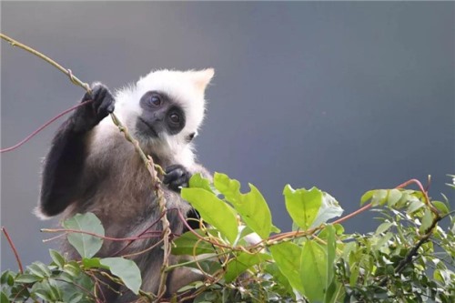 门岛叶猴 一种很特殊的猴子即将濒临灭绝
