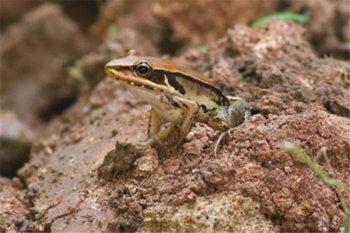 沼蛙介绍 喜欢生活在水域环境中比较常见的动物