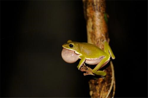 诸罗树蛙 属于典型的两栖动物鼻孔较小