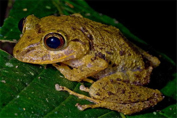 棕树蛙介绍：属于羽蛙(体型很小历史很长的动物)