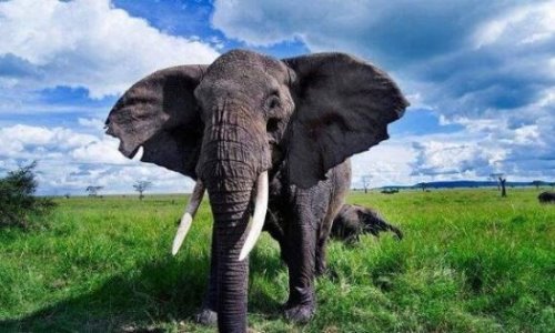 陆地上最大的哺乳动物 非洲象(最高可达4.1米/最重可达10吨)