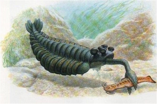 欧巴宾海蝎 来自寒武纪的远古生物 距今5.3亿年