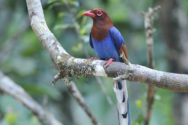 斯里兰卡蓝鹊:斯里兰卡的特有鸟类眼周长有小花状瘤