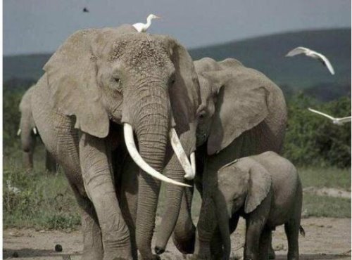 陆地上最大的哺乳动物 非洲象(最高可达4.1米/最重可达10吨)