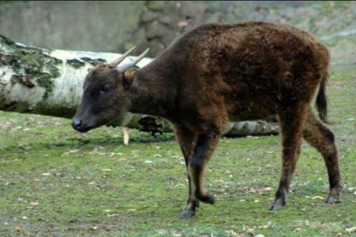 西里伯斯野水牛:最小的原始野牛不如鹿高/仅85厘米