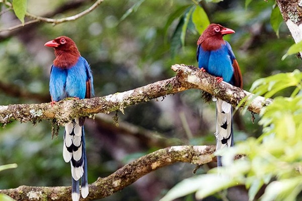 斯里兰卡蓝鹊:斯里兰卡的特有鸟类眼周长有小花状瘤