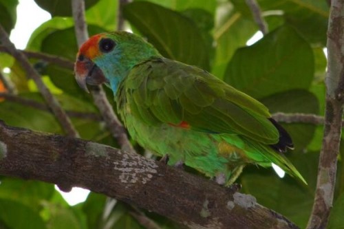 红眉亚马逊鹦鹉:巴西特有物种全球仅剩下845只