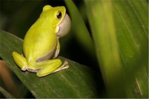 诸罗树蛙 属于典型的两栖动物鼻孔较小