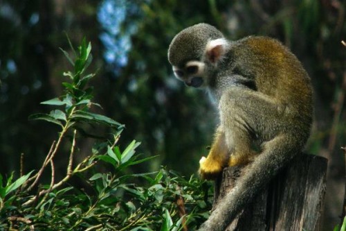 红背松鼠猴:一种酷似松鼠的猴子体型迷你/毛发橙红